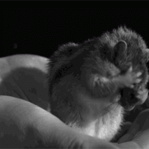 chipmunk-swag chipmunk-swag