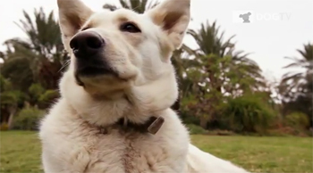 DogTV DogTV