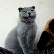 chatplusmignondumonde