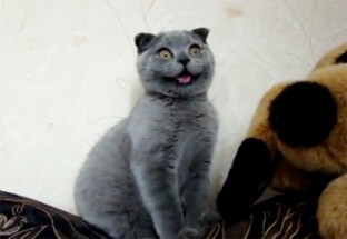 chatplusmignondumonde chatplusmignondumonde